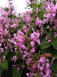 Image result for Hypoestes aristata