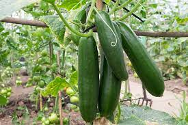 How much water do cucumbers need? Cucumber Growing Guide Tui Prepare Plant Nourish Harvest