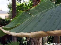 Bird Of Paradise Plant Leaves Curling And Turning Brown Why Are My Giant Bird Of Paradise Leaf Edges Turning Brown