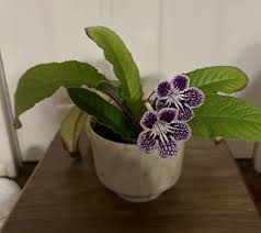 Image result for Streptocarpus erubescens