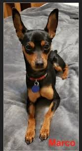 Adopt Marco On Petfinder In 2020 Miniature Pinscher Miniature Pinscher Dog Dogs