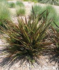 Phormium Tom Thumb Backyard Plants Ornamental Grasses Mediterranean Plants