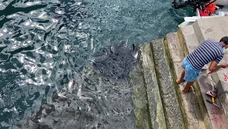 A big stingray comes to the steps for breakfast…The fishermen here in Valle  Gran Rey feed them and it is cool to see them come so close. , We swam with  them during the harbour clean up the other day. ...