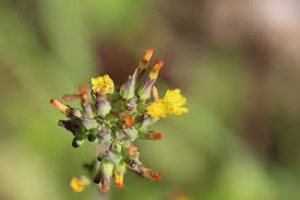 Image result for Alafia orientalis