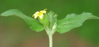 Image result for Calyptocarpus vialis