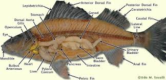 Bio370 Perch Dissection Fish Anatomy Dissection Anatomy