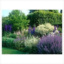 Pin By Brenda Jones On Kickass Gardens Purple Garden Plants Herbaceous Border