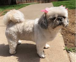 Premier pet boarding, day camp, grooming, training, activities and more. Dog Boarding Daycare And Grooming In Oklahoma City Ok Hefner Road Pet Resort