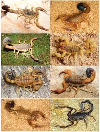 Ultrasonic pest repeller electronic insect repellent 2 pack. Systematic Revision Of The Neotropical Club Tailed Scorpions Physoctonus Rhopalurus And Troglorhopalurus Revalidation Of Heteroctenus And Descriptions Of Two New Genera And Three New Species Buthidae Rhopalurusinae