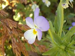 Image result for Viola eminii