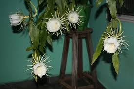 The night scented orchid or epidemdrum nocturnum is a beautiful night blooming orchid native to tropical regions of central and south america. Night Blooming Cereus Care House Plant Hobbyist
