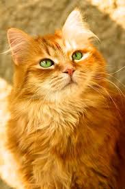 Corduroy The Oldest Living Domestic Cat In The World S Orange Tabby Cats Pretty Cats Cute Cats
