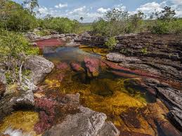 May 26, 2021 · ivan mikolji muestra los peces del orinoco en una galería de miami. Viajes Y Tours A Cano Cristales Ecolodge Colombia
