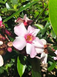 Image result for Strophanthus