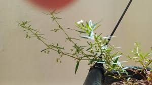 Image result for Oldenlandia cana