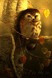 Birds Of Prey Gif Https Encrypted Tbn0 Gstatic Com Images Q Tbn 3aand9gcrkrihu Rcew5ly8owrolqlsl1fpgbjoimxaw Usqp Cau