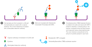 Comprehensive product range for autoimmune and infection diagnostics. Elisa Kits Overview