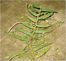 Image result for Angraecopsis parviflora