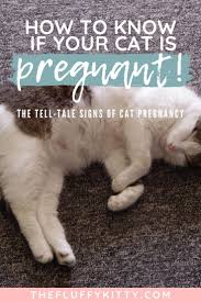 The fertilized egg, called a zygote, begins to divide, and by the sixth day starts to develop a digestive system and placenta forms. Pin On Cat Bloggers