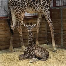 Franklin Park Holds Naming Contest For Newborn Giraffe The Boston Globe Giraffe Baby Giraffe Giraffe Pictures