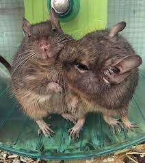 Pin By Meg Teague On Degus Degu Cute Animals Cute Little Animals