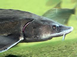 A fresh and saltwater fish with diamond shaped scales. Sturgeon Feed High Quality Feed For Sturgeons Likra Tierernahrung