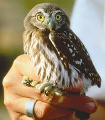 In late in the winter or early spring they begin nesting in the cavities of trees or cacti like the saguaro and organ. Ecofriendly Cactus Ferruginous Pygmy Owl
