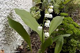 Alors n'hésitez pas un seul instant et abusez de ce petit mot ; Premier Mai Oblige Parlons Muguet Le Jardinoscope Toute La Flore Et La Faune De Nos Parcs Et Jardins