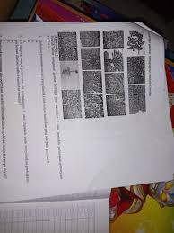 Sebutkan Persamaan Ciri Ciri Yang Dimiliki Oleh Semua Tumbuhan Yang Ada Pada Gambar Nomor 1 Sama 2 Brainly Co Id