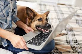 Get directions, reviews and information for pet care center of apopka in apopka, fl. Getting Pet Health Information Online North Orange Animal Hospital