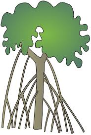 Image result for Rhizophora