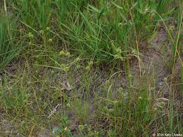 Image result for Cyperus pseudoleptocladus