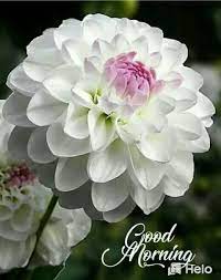Pin By Amos Baldee On Good Morning In 2020 Morning Flowers Good Morning Flowers Beautiful Flowers Garden