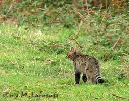 Their range includes the americas, africa, asia, and europe; Wild Cats In Spain