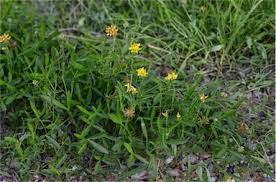 Image result for Lotononis bainesii