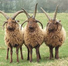 Manx Loahgtan Jpg Image Animals Rare Animals Manx