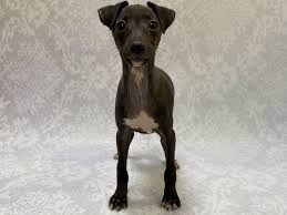 Why buy an italian greyhound puppy for sale if you can adopt and save a life? Italian Greyhound Puppies Petland Bradenton