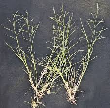 Image result for Eragrostis arenicola