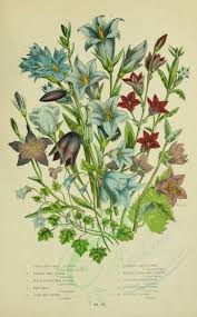 Flowers 01093 058 Spreading Bell Flower Rampion Bell Flower Peach Leaved Bell Flower Hare Bell Giant Bell Flower Creepin Flowers Bouquet Flowers Bouquet