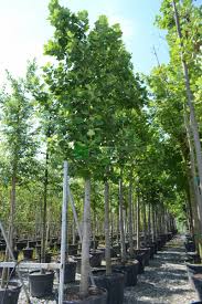 Then divide this measurement by 3.141592 (pi). Tulip Poplar Tulip Tree Liriodendron Tulipifera Magnoliaceae Sms Marmara Group