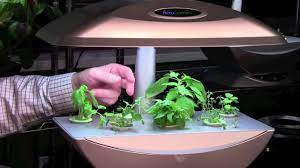 Aerogarden Herb Garden Week 4 Aerogarden Herb Garden Herbs