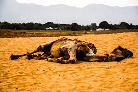 As hard as flint ( as granite, as steel ). You Wouldn T Ride An Elephant But What About A Camel Ethical Traveler