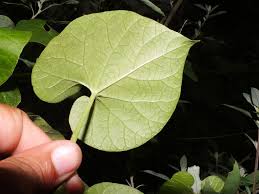 Image result for Pergularia daemia