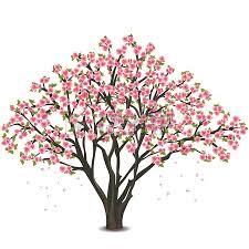 Sakura Blossom Japanese Cherry Tree Isolated On White Background Japanese Cherry Tree Tree Drawing Blossom Tree Tattoo