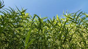 Image result for Arundo
