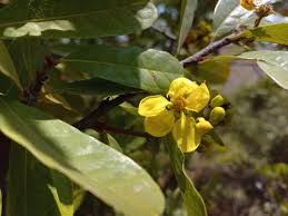 Image result for Acridocarpus natalitius