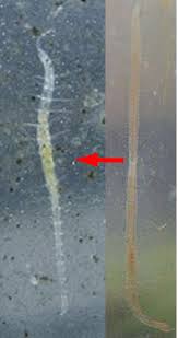 Learn vocabulary, terms and more with flashcards, games and other study tools. What Are These Small White Worms In My Aquarium Fish Beginner Aquarium Information And Help