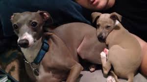The perfect jennamarbles dogkissingbooth marbles animated gif for your conversation. Random Pics Of Jenna Marbles Dogs Cermet And Paesh Wattpad