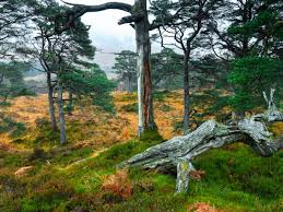 Image result for Ficus demeusei