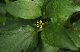 Image result for Synedrella nodiflora